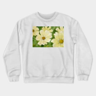 Cosmos bipinnatus  &#39;Lemonade&#39;  Cosmea  Mexican aster Crewneck Sweatshirt